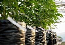 Policía uruguaya incauta 70 plantas de marihuana de una vivienda uruguay
