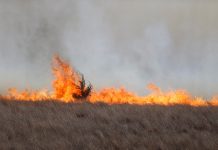 Bomberos batallan contra incendios forestales en centro de EE.UU. willow