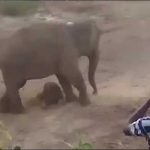 Viral: Mujer posa con un elefante y este es el bochornoso final redes
