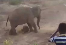 Viral: Mujer posa con un elefante y este es el bochornoso final redes
