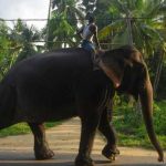 Encuentran un elefante sin cola ni colmillos en reserva de Camboya camboya