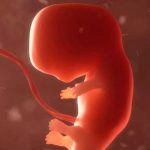 Hombre es arrestado por llevar embriones humanos en su equipaje india