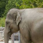 Un detenido por la muerte de una elefanta que comió fruta con explosivos policia