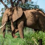 Elefanta mata a cuidador en zoológico de España espana