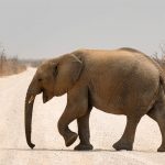 Elefante aplasta a una turista alemana en Zimbabue elefante