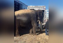 Elefantes de circo quedan varados en Oklahoma