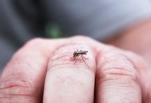 Cuarta persona contrae raro virus transmitido por mosquitos en Massachusetts estados unidos