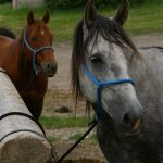 Declaran alerta sanitaria por brote de encefalitis equina en Panamá darien