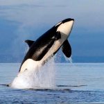 Video: Momento en que foca logra escapar de las fauces de unas orcas nueva zelanda