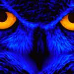 Los ojos más hermosos e impresionantes del reino animal kaitlyn strom