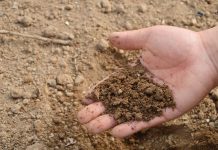 EE.UU.: Pretenden legalizar el uso de restos humanos como fertilizante ley