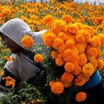 Flor de cempasúchil, ícono tradicional de la ofrenda del Día de Muertos dia de muertos