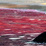 Marea roja llega a la zona de Cabo Cañaveral, Florida cabo canaveral