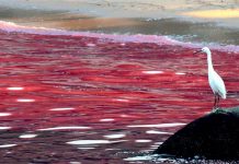 Marea roja llega a la zona de Cabo Cañaveral, Florida cabo canaveral