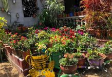 «El Jardín del Edén» ofrece gran variedad de plantas ornamentales en Jalapa nueva segovia
