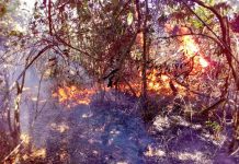 El Salvador registra 109 incendios forestales este 2019 el salvador