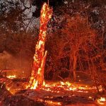 incendios forestales