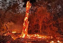 Temporada de incendios forestales hace de las suyas en Costa Rica incendios forestales