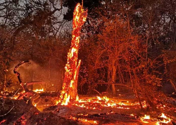 incendios forestales