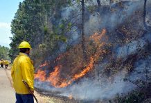 Hallan a venado cola blanca muerto a causa de incendios en Honduras honduras