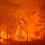 En 24 horas, Honduras ha perdido 600 hectáreas más de bosque honduras