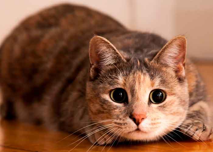 GATO3 estados unidos