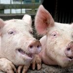 Arrestan a 8 empleados de cárcel guatemalteca por la fuga de la cabecilla de una red de secuestradores corea del norte