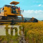 Productores de arroz en Malacatoya con buenas expectativas en su producción nicaragua