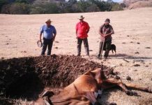 Ganaderos panameños reportan muerte de ganado por la sequía panama