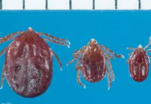 Nueva especie de garrapata, peligrosa e invasiva, invade los EE.UU. invasion