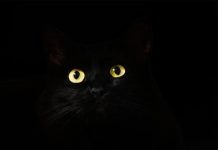 Matan a gata «por error» tras visita rutinaria al veterinario estados unidos