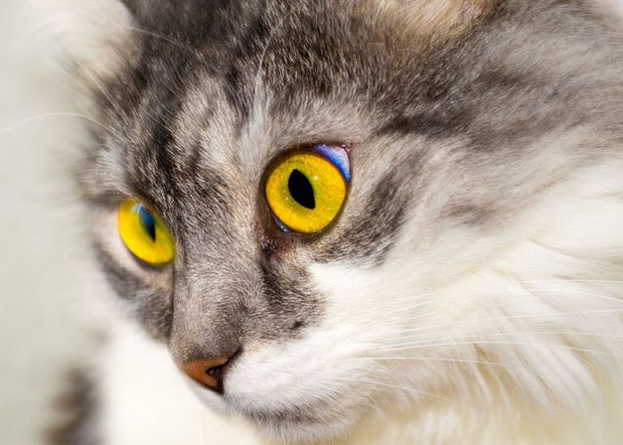 Gato_COVID19 belgica