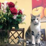 Así celebran los tuiteros el Día Internacional del Gato redes sociales