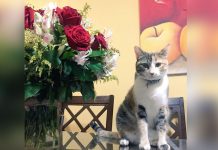 Así celebran los tuiteros el Día Internacional del Gato redes sociales