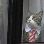 gata de julian assange