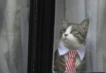 El gato de Julian Assange: Todo lo que se sabe de la mascota gata de julian assange