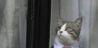 gata de julian assange