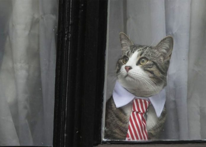 gata de julian assange