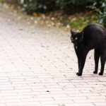 Gatos callejeros invaden centro turístico de Francia francia
