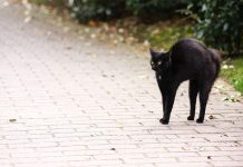 Gatos callejeros invaden centro turístico de Francia francia