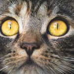 Exigen castigar a una joven por matar a un gato con un hacha gato