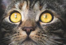 gato