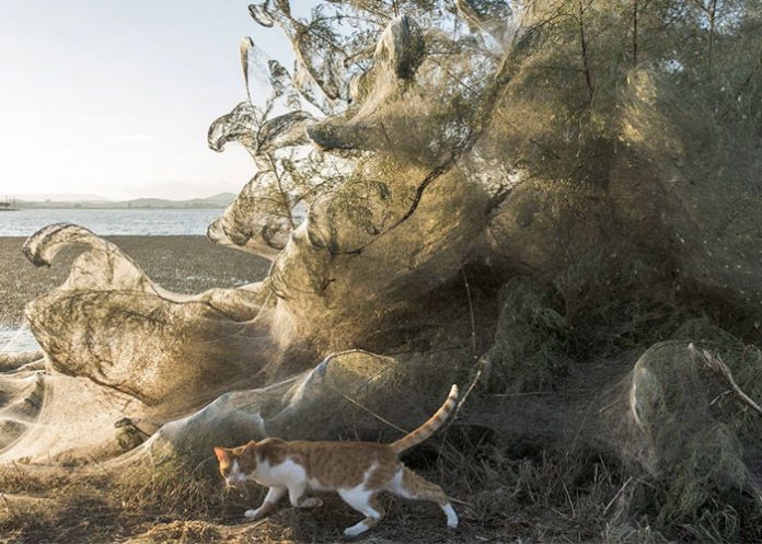 Gato_UKH0kFQ telarana gigante