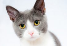 Se resuelve el misterio de cómo un gato escapa del baño (VIDEOS) aliyah steele