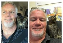 Hombre rescata a gatito pegado intencionalmente a una carretera estados unidos