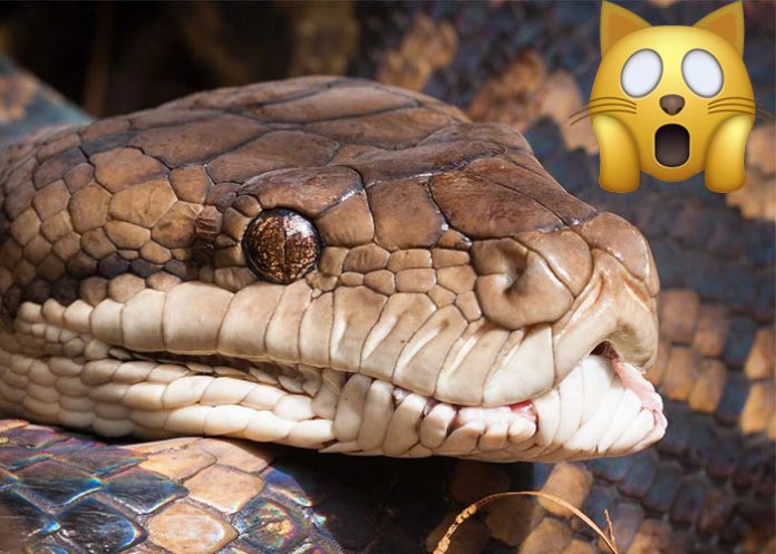 Gato_zomNjIV brydie maro