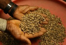 Cafetaleros salvadoreños conocen ventajas de exportar a China cafe salvadoreno