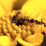 Las primeras hormigas modificadas genéticamente