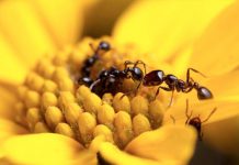 Las primeras hormigas modificadas genéticamente