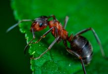 OJO: Parásito de las hormigas podría llegar al organismo de humanos parasitos